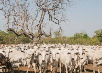 Campanha de declaração de informações pecuárias dos animais da Ilha do Bananal começa 1º de agosto