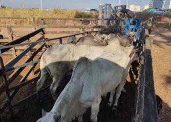 Você viu? Polícia recupera R$ 400 mil em gado nelore roubado de fazenda