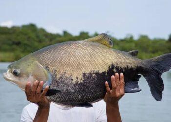 Pesquisadores do Embrapa obtêm gelatina da pele do tambaqui