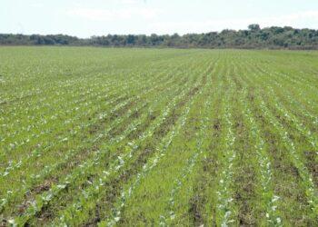 Como a soja fez as terras no Tocantins dispararem de preço