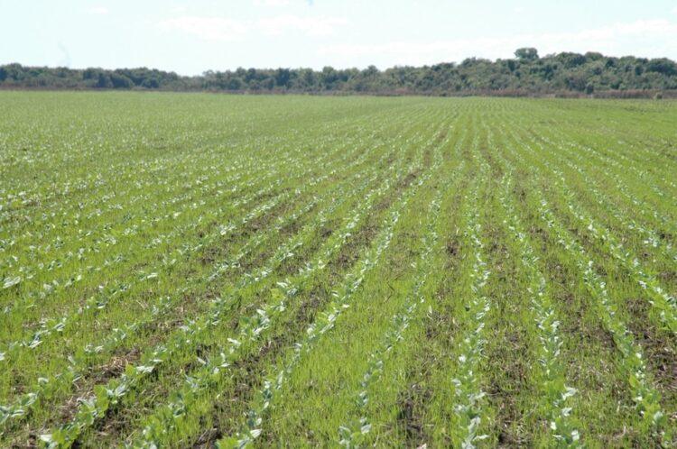 Como a soja fez as terras no Tocantins dispararem de preço