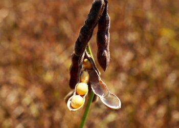 Safra 24/25 de soja de 166,6 milhões de toneladas é projetada por consultoria