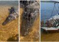 Turistas encontram jacaré gigante morto flutuando no Rio Araguaia; Assista ao vídeo