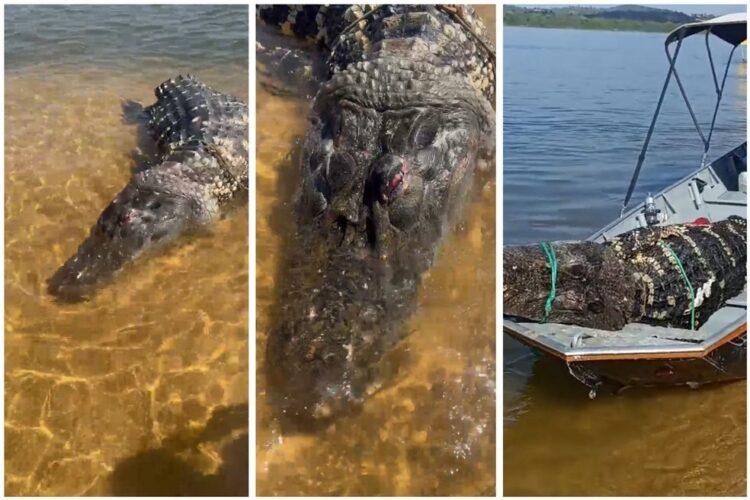 Turistas encontram jacaré gigante morto flutuando no Rio Araguaia; Assista ao vídeo
