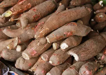 Defesa sanitária: Mapa identifica praga quarentenária da mandioca no Amapá