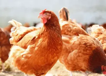 28 de Agosto: Dia da Avicultura, um pilar do agronegócio nacional e sua força no mercado global