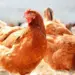 28 de Agosto: Dia da Avicultura, um pilar do agronegócio nacional e sua força no mercado global