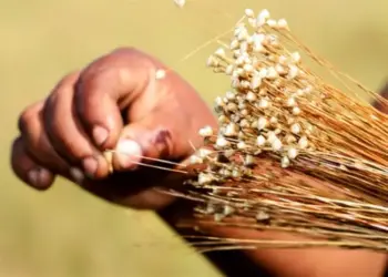 Tocantins amplia prazo para licenças de coleta de capim-dourado e buriti