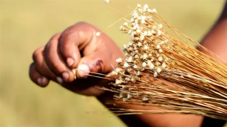 Tocantins amplia prazo para licenças de coleta de capim-dourado e buriti