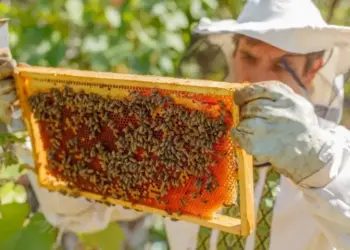 Ruraltins e Mapa realiza Dia de Campo sobre Apicultura e Meliponicultura em Filadélfia