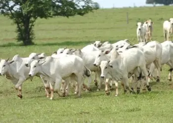 Arroba de boi gordo continua subindo, com ajuda de exportações; veja preços