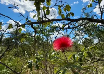 Desmatamento do Cerrado na Bahia cai 52,4% na área do Matopiba