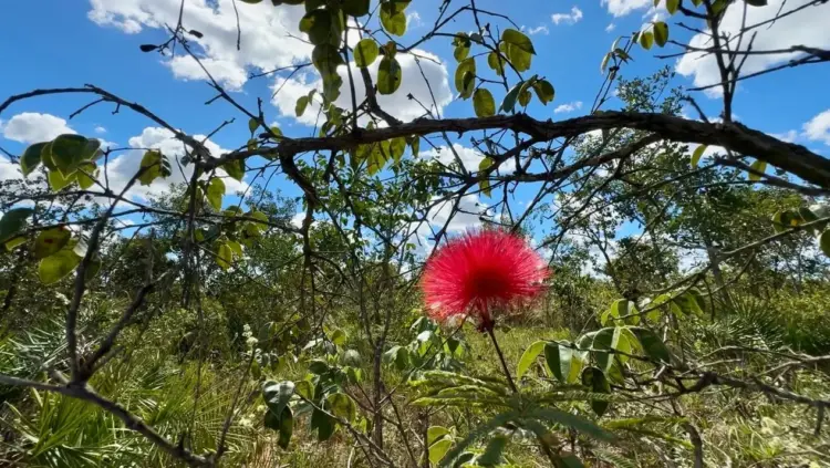 Desmatamento do Cerrado na Bahia cai 52,4% na área do Matopiba
