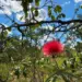 Desmatamento do Cerrado na Bahia cai 52,4% na área do Matopiba