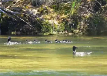 Filhotes de pato raro ameaçado de extinção nascem no Jalapão
