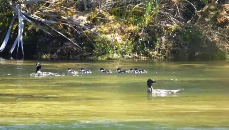 Filhotes de pato raro ameaçado de extinção nascem no Jalapão