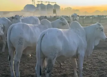 4ª Prova de Ganho de Peso da Nelore Tocantins inicia pesagem oficial no dia 31 de agosto