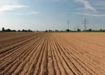 Quando começa o plantio da soja? Veja datas para cada Estado