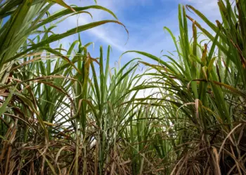 Conab: Produção de cana-de-açúcar é estimada em 689,8 milhões de toneladas na safra 2024/2025