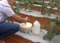 Vegetais produzidos com uso do controle biológico têm intensidade de carbono menor que os de cultivo convencional
