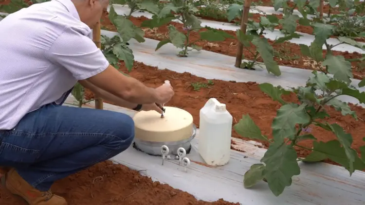 Vegetais produzidos com uso do controle biológico têm intensidade de carbono menor que os de cultivo convencional