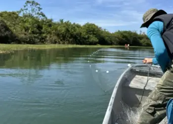 Fiscais devolvem à natureza peixes e quelônios que estavam presos em mais de 2,8 mil metros de redes