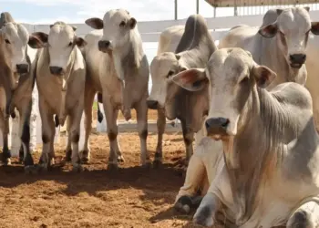 Gerente de fazenda no Tocantins é suspeito de fraudar venda de mil cabeças de gado e causar prejuízo de R$ 3 milhões