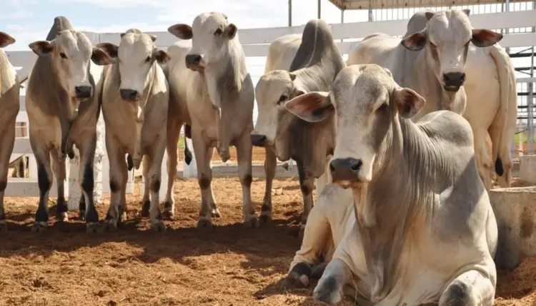 Gerente de fazenda no Tocantins é suspeito de fraudar venda de mil cabeças de gado e causar prejuízo de R$ 3 milhões