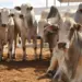Gerente de fazenda no Tocantins é suspeito de fraudar venda de mil cabeças de gado e causar prejuízo de R$ 3 milhões