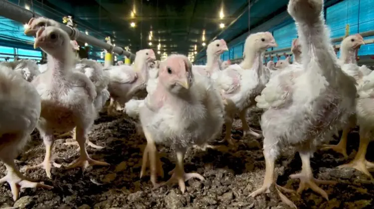 Ministério da Agricultura declara fim do estado de emergência zoossanitária no RS