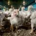 Ministério da Agricultura declara fim do estado de emergência zoossanitária no RS