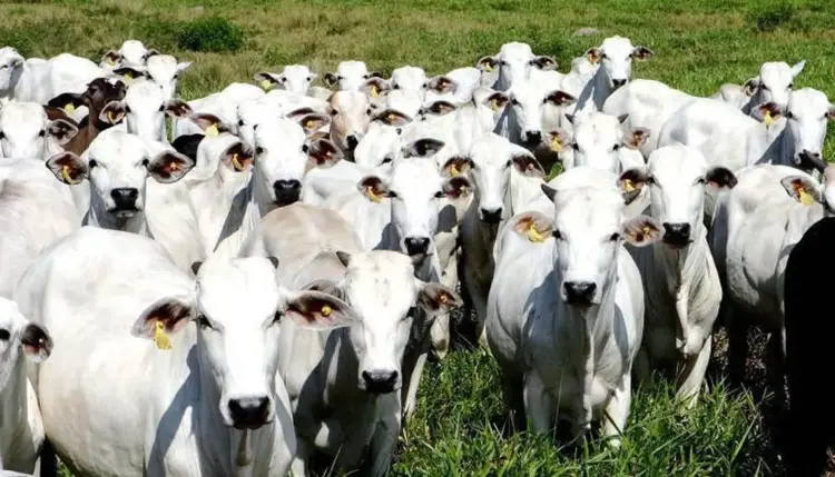 Produtor rural deve ficar atento a campanha de vacinação obrigatória contra brucelose em fêmeas bovídeas