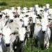 Produtor rural deve ficar atento a campanha de vacinação obrigatória contra brucelose em fêmeas bovídeas