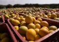 Clima encarece preço da laranja e estoques do suco para exportação podem zerar; entenda