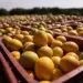 Clima encarece preço da laranja e estoques do suco para exportação podem zerar; entenda