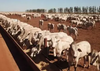 Confinamento de gado deve crescer com custo menor e margem maior no 2º semestre
