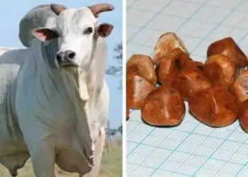 Pedras de vesícula de boi podem valer três vezes mais que ouro; entenda por que