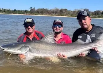 Piraíba gigante: Pescadores pegam peixe de mais de 2 metros no Rio Araguaia
