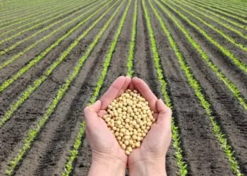 Inscrições para a Abertura Nacional do Plantio da Soja 24/25 estão abertas