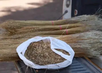 Colheita irregular de capim-dourado resulta em apreensão e multa de R$ 2,5 mil na região do Jalapão