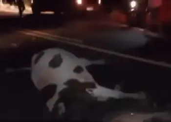 Motociclista morre após bater em vaca solta na rodovia TO-126