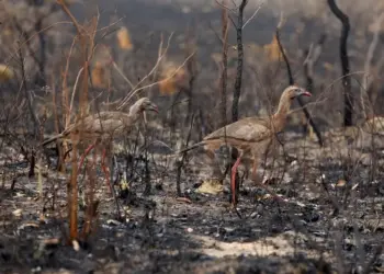 Dia do Cerrado: fogo queimou área do bioma maior do que a de países como Chile e Turquia nos últimos 39 anos