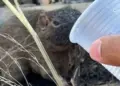 VÍDEO: vendedor viraliza ao dar água para animal silvestre que fugia de incêndio florestal