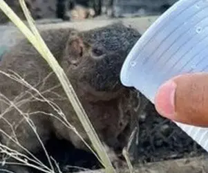 VÍDEO: vendedor viraliza ao dar água para animal silvestre que fugia de incêndio florestal