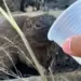 VÍDEO: vendedor viraliza ao dar água para animal silvestre que fugia de incêndio florestal