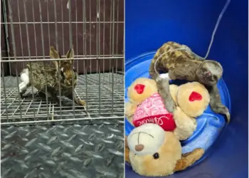 Quase 50 animais são resgatados após serem vítimas de incêndios florestais no Tocantins