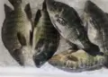 Estado promove ações para incentivar o consumo de peixe durante Semana do Pescado