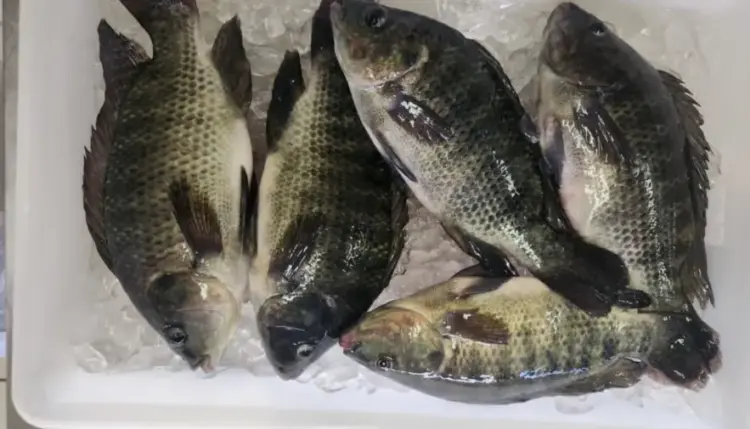 Estado promove ações para incentivar o consumo de peixe durante Semana do Pescado