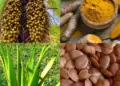 Estado e ArticulaFito realizam encontro das cadeias de valor da sociobiodiversidade e agroextrativismo