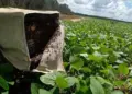 Estado publica lei de incentivo à apicultura para promover desenvolvimento sustentável e proteção ambiental